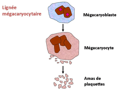 Lignée mégacaryocytaire